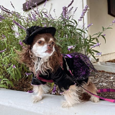 Funny Halloween Witch Costume for Dogs - Fitwarm Dog Clothes