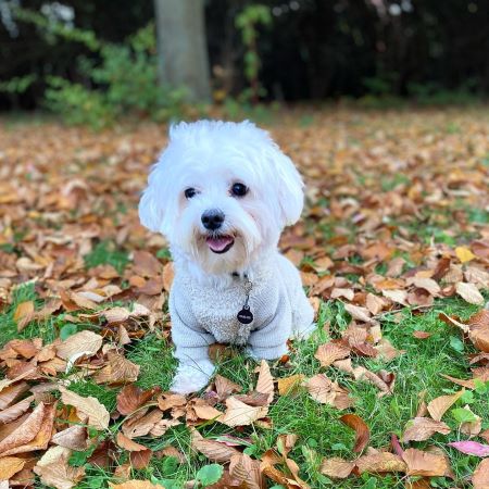 Maltese in a Beige Turtleneck Dog Sweater - Fitwarm Dog Clothes