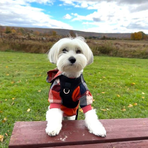 Morkie in an Orange Plaid Dog Hoodie