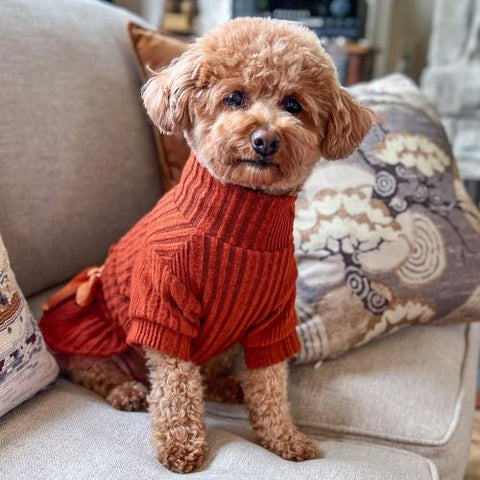 Poodle in a Cozy Dog Winter Dress - Fitwarm Dog Clothes