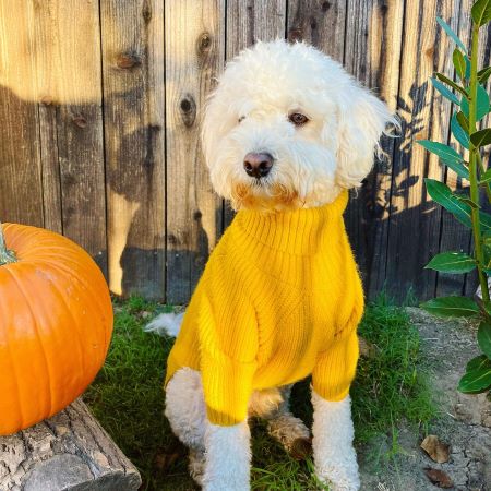 Yellow Turtleneck Knitted Dog Sweater