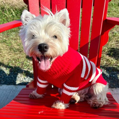 Westie in a Warm Dog Winter Sweater - Fitwarm Dog Clothes