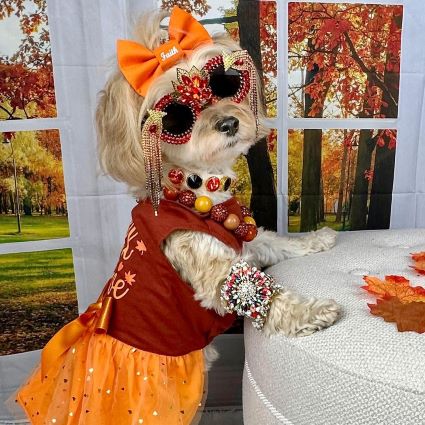 Morkie in a Dog Dress with Fall in Love Lettering - Fitwarm Dog Clothes