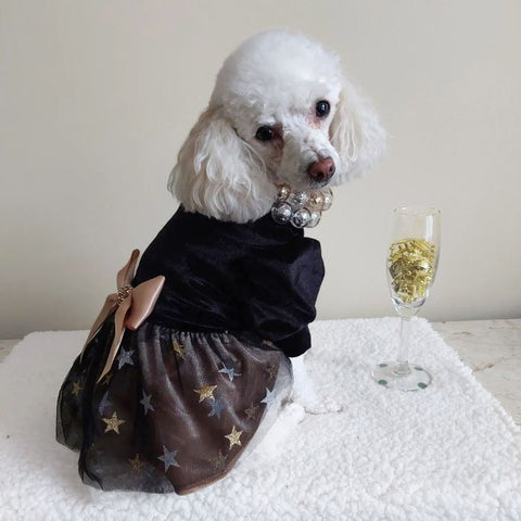 Poodle in a Fancy Tulle Dog Dress