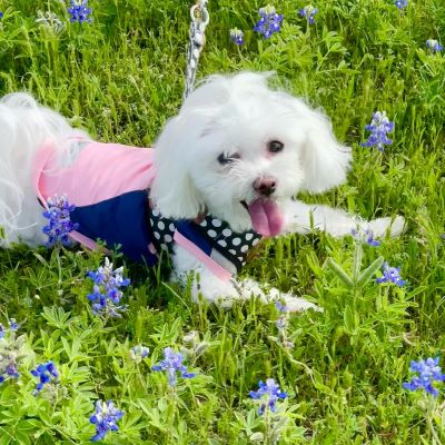 Maltese in a Dog Summer Shirt - Fitwarm Dog Clothes