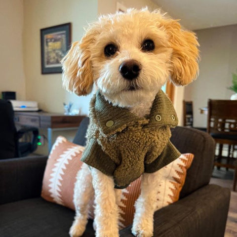 Maltipoo in a Cozy Dog Winter Coat - Fitwarm Dog Clothes