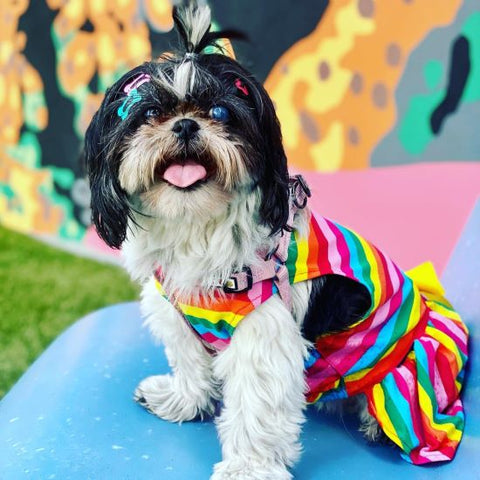 Shih Tzu in a Rainbow Striped Dog Dress