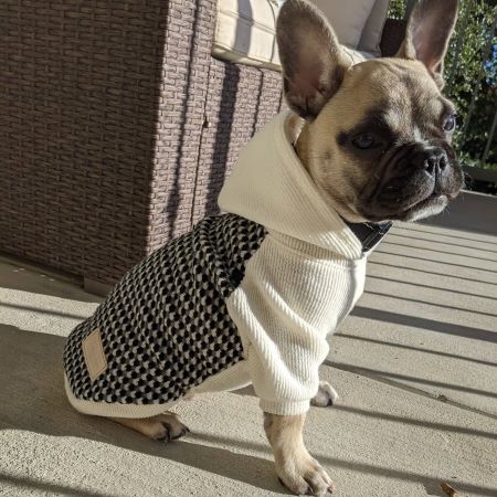 White Knitted Hooded Dog Hoodie