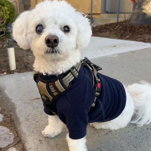 Bichon in a Turtleneck Knitted Dog Sweater