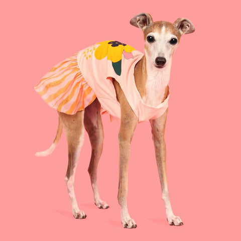 Italian Greyhound in Big Floral Dog Dress
