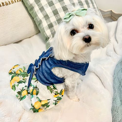 Maltese in a Lemon Denim Dog Dress