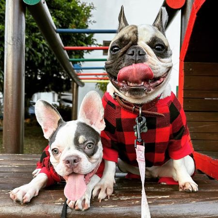 Frenchies in Red and Black Plaid Dog Pajamas - Fitwarm Dog Clothes