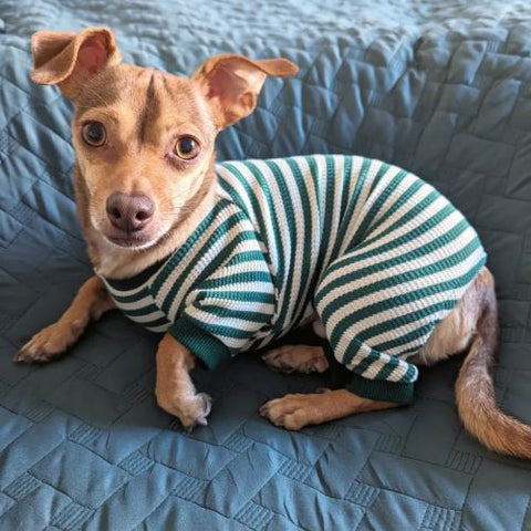 Dog in a Green Dog Pajamas with Stripes - Fitwarm Dog Clothes