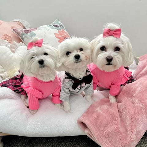 Malteses in a Pink Plaid Dog Dress - Fitwarm Dog Clothes