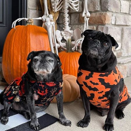 Pugs in Halloween Themed Dog Outfit - Fitwarm Dog Clothes