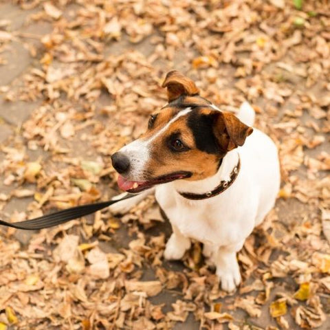 An Ears Forward Dog - Fitwarm Dog Clothes