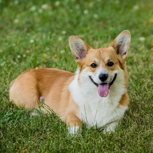 Cardigan Welsh Corgi - Fitwarm Dog Clothes