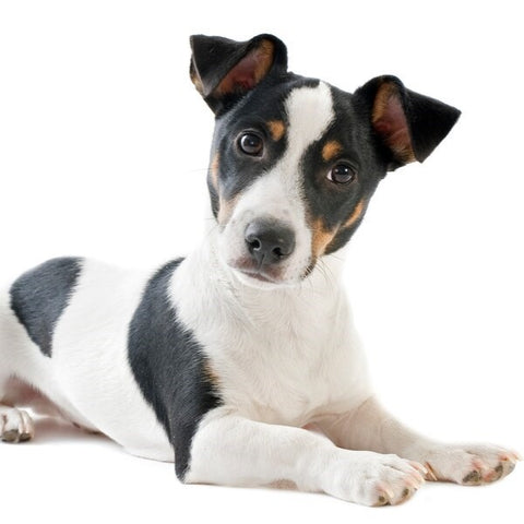 Rat Terrier Characteristics - Fun Facts about Dogs - Fitwarm