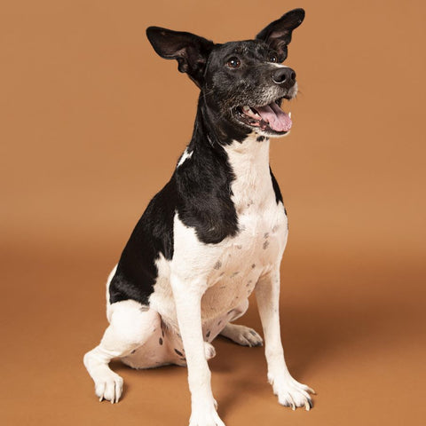 Rat Terrier Characteristics - Dog Clothes - Fitwarm