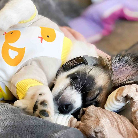 Cute Dog Sleeping in Cute Pajamas with Duck Patterns