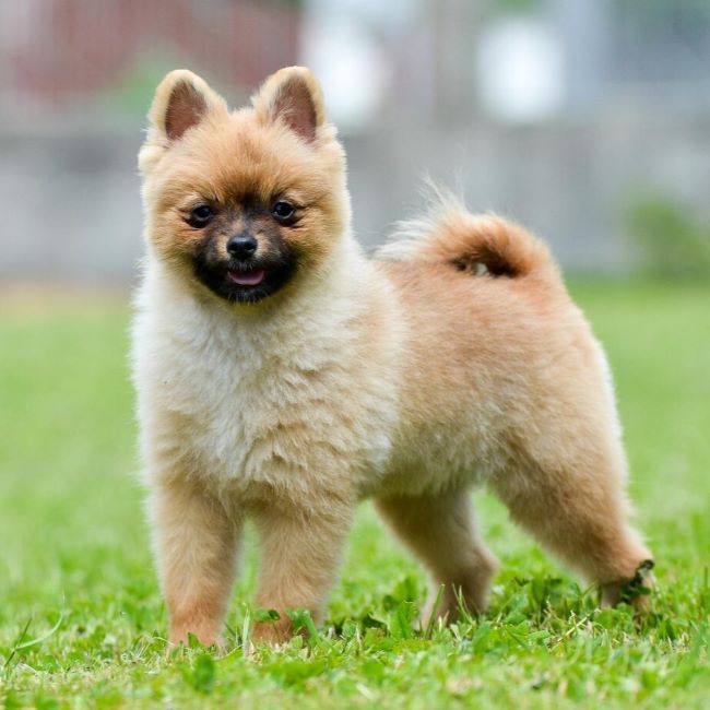 Pomeranian in a Puppy Haircut - Fitwarm Dog Clothes