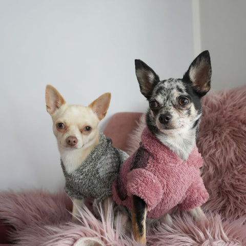 Chihuahua in Fuzzy Vest Hoodies