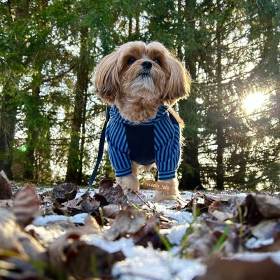 Dog in a Blue Striped Dog Hoodie