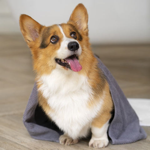 Cute Corgi - Guide for Feeding Corgi - Fitwarm