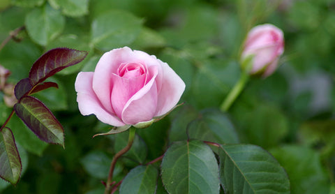 Rose pale dans un buisson