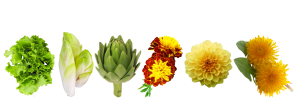 Asteraceae Botanical Plant Family