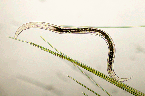 beneficial nematodes in soil