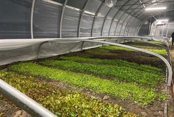 Espace Old Mill Greenhouse with growing crops