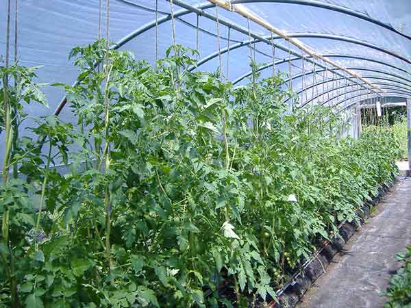 tomato plants in a hoop house with garden soxx
