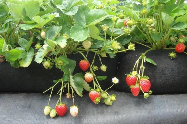 strawberries growing in GardenSoxx