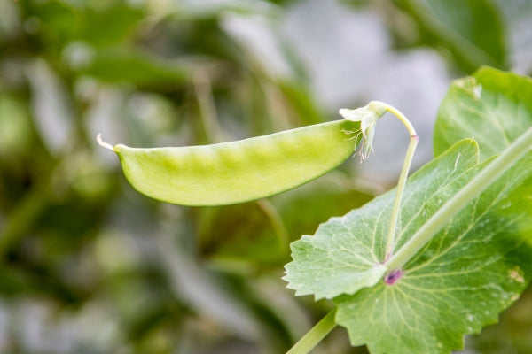 how do peas and other legumes improve soil quality