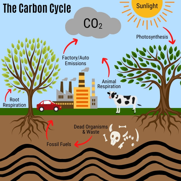 The carbon cycle diagram