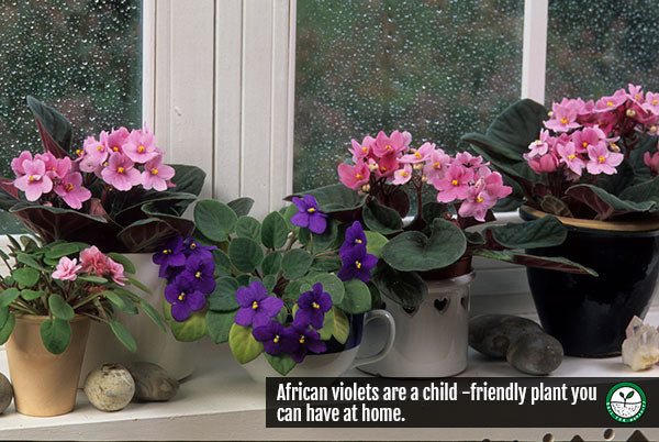 african violets are child-friendly