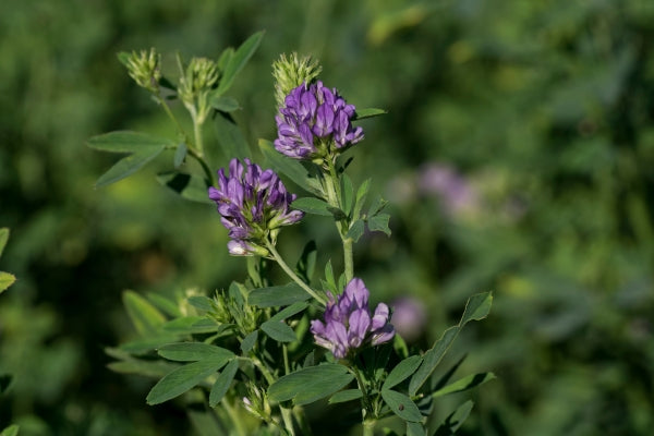 How does alfalfa improve soil quality