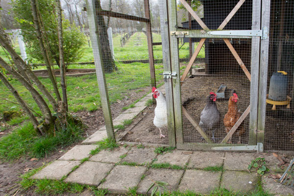 Chicken coop on a backyard farm and homestead