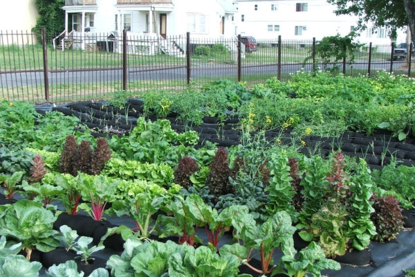 GardenSoxx on a front lawn garden growing various crops