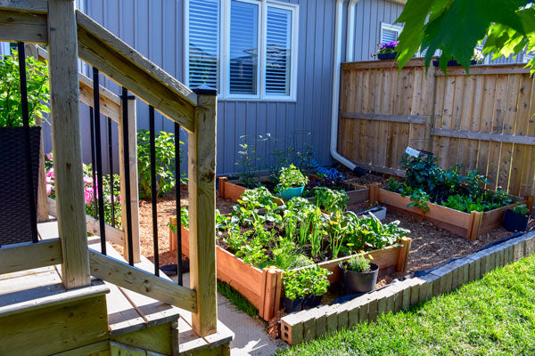 Raised bed garden on a small plot of shared land