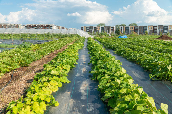 Backyard farming with permanent raised beds