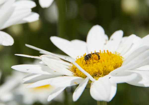 abeille stockant du pollen dans des corbicules