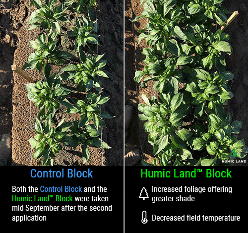 peppers increased foliage and decrease field temperature