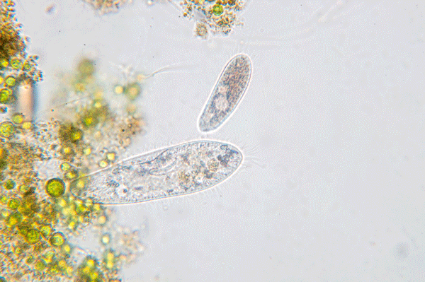 beneficial protozoa organisms