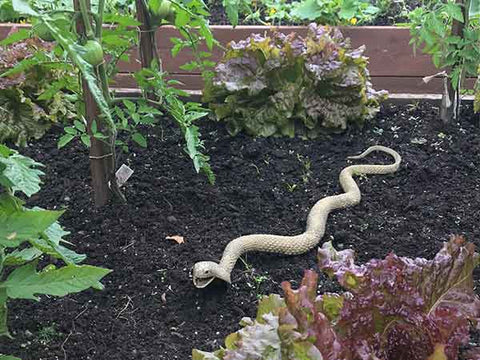 plastic snake in garden