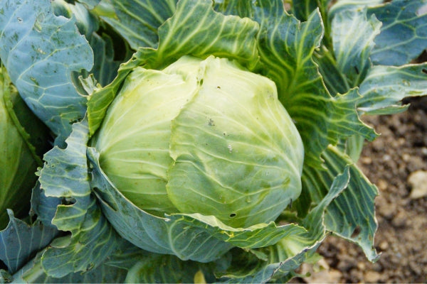 growing cabbage at home