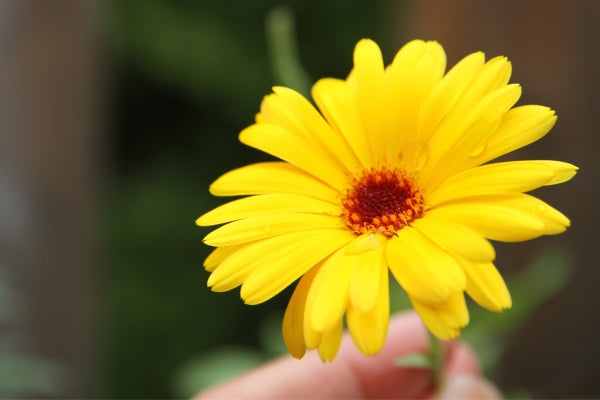 Calendula is an orange and yellow flowered medicinal plant