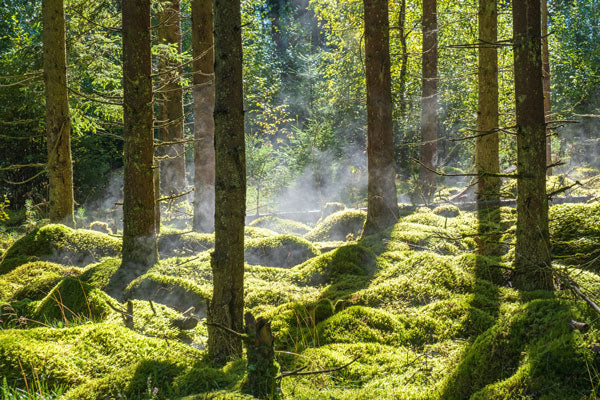 Dense old growth forests efficiently sequester carbon