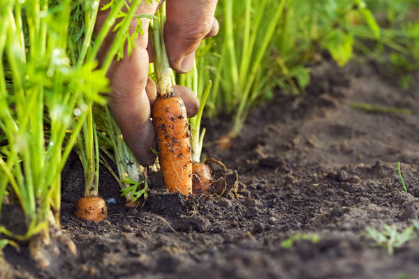 Carrot crop growing in healthy soil